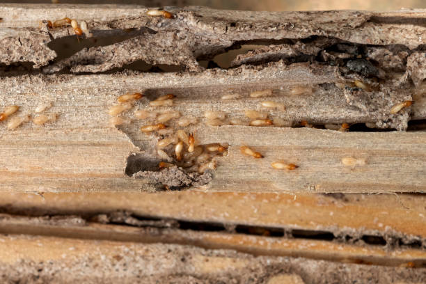 Best Bed Bug Extermination  in Edgewood, FL