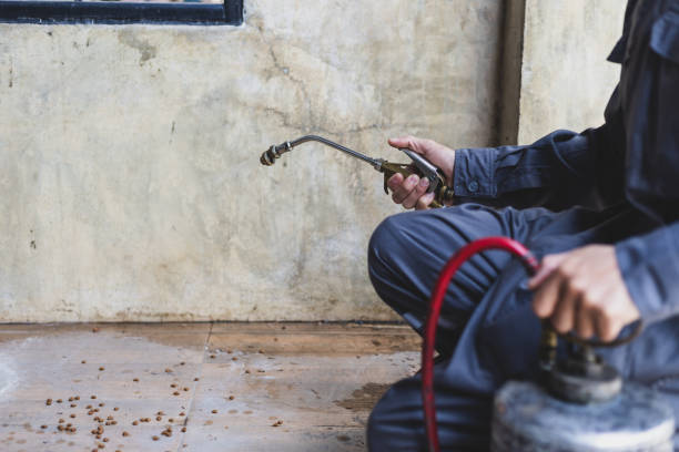 Wasp Removal Services in Edgewood, FL